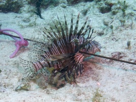 The best kind of Lionfihs IMG 3332